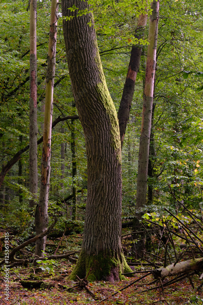 Summertime natural deciduous forest
