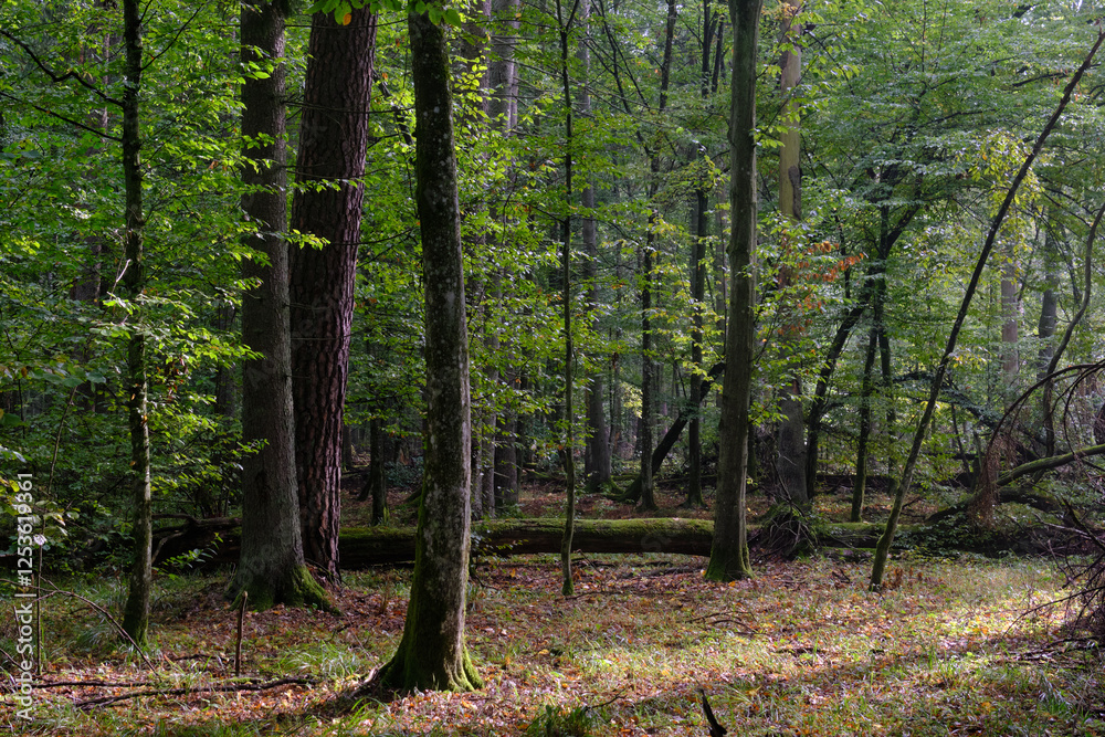 Deciduous stand with hornbeams and old pine trees