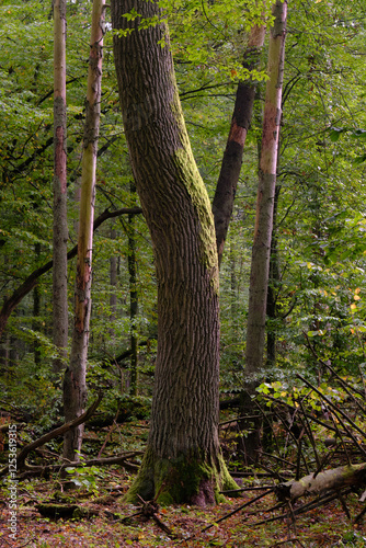 Obraz na płótnie Summertime natural deciduous forest w salonie
