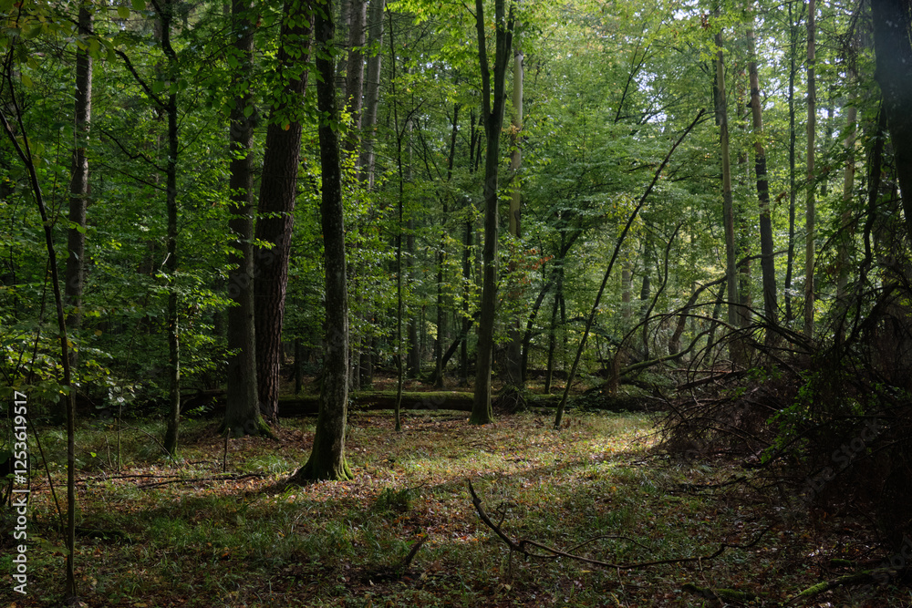 Deciduous stand with hornbeams and old pine trees