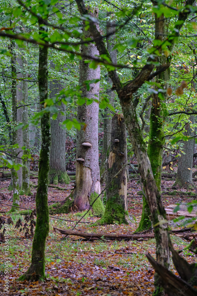 Summertime deciduous forest with broken old tree