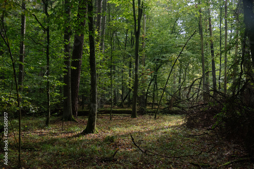 Obraz na płótnie Deciduous stand with hornbeams and old pine trees w salonie