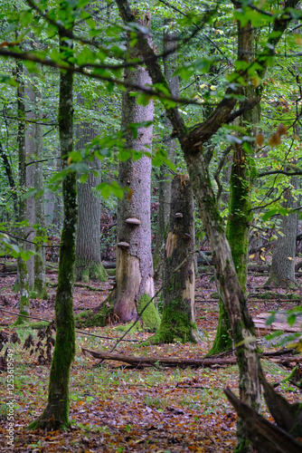 Obraz na płótnie Summertime deciduous forest with broken old tree w salonie