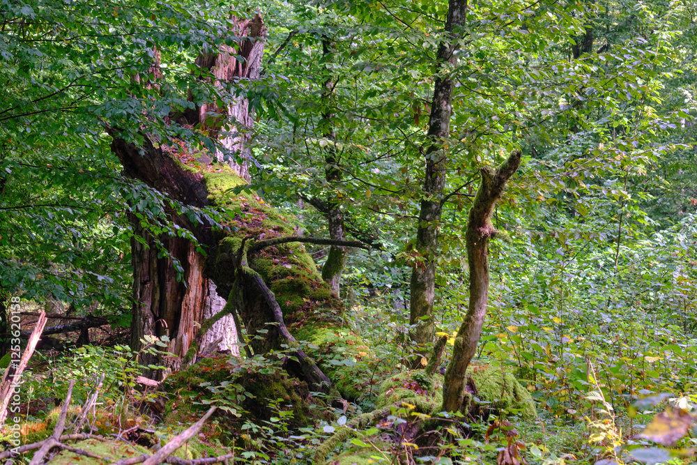 Summertime deciduous forest with broken old trees