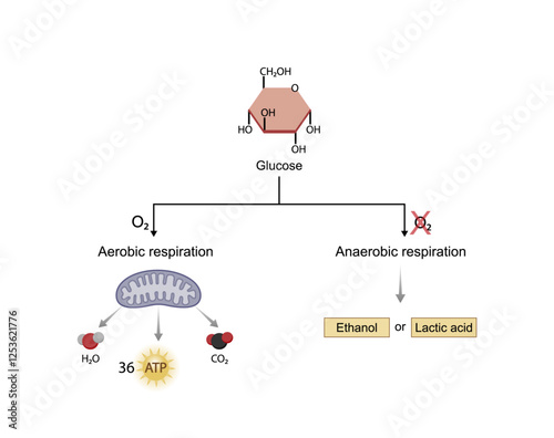 Aerobic and Anaerobic respiration 5Aerobic and Anaerobic cellular Respiration. Glycolysis. Fermentation. Mitochondria, energy production. Scientific Vector Illustration.
