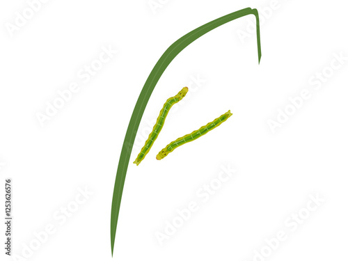 rice leaffolder on white background.