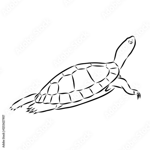 Slider Turtle, freshwater amphibian animal - Vector