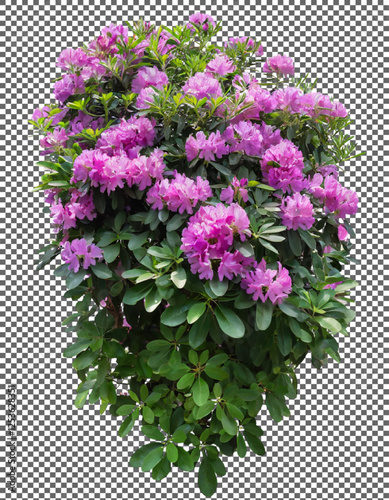 Flower bush shrub tree plant, Blooming Rhododendron Bush with Vibrant Pink Flowers on transparent background, png, psd

