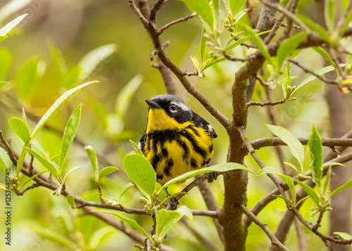 A colorful Magnolia Warbler in full alternate, summer plumage and perched amongst spring foliage photo