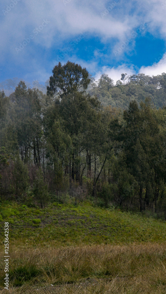 Grasslands, mountain slopes with dense green trees and thin mist that begins to descend. While the bright blue sky adds an interesting color contrast, creating a cool and refreshing atmosphere. Grasslands, mountain slopes with dense green trees and thin mist that begins to descend. While the bright blue sky adds an interesting color contrast, creating a cool and refreshing atmosphere.