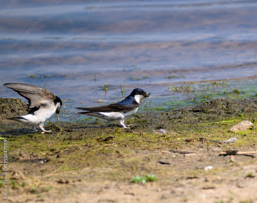 Two house martin swallows are seen on the shore, actively foraging near the water's edge. The sunlight reflects off the surface, highlighting the lush green surroundings and earthy tones Two house martin swallows are seen on the shore, actively foraging near the water's edge. The sunlight reflects off the surface, highlighting the lush green surroundings and earthy tones
