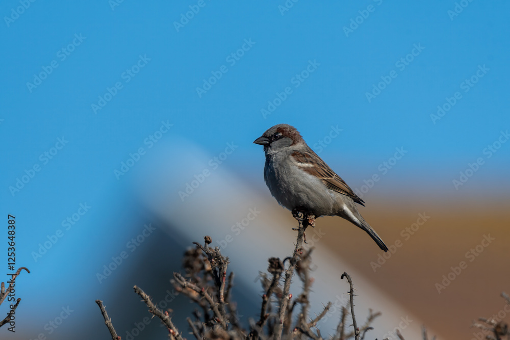 A sparrow is resting on dry branches against a blurred background, illuminated by soft morning light, surrounded by the quiet of nature