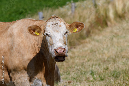 A light-colored cow stands in a grassy meadow, chewing its cud under bright sunlight. The background features lush green fields, creating a peaceful farm atmosphere