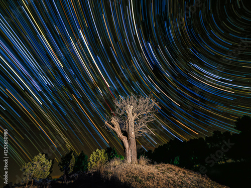 circumpolar over tree on celestial equator photo