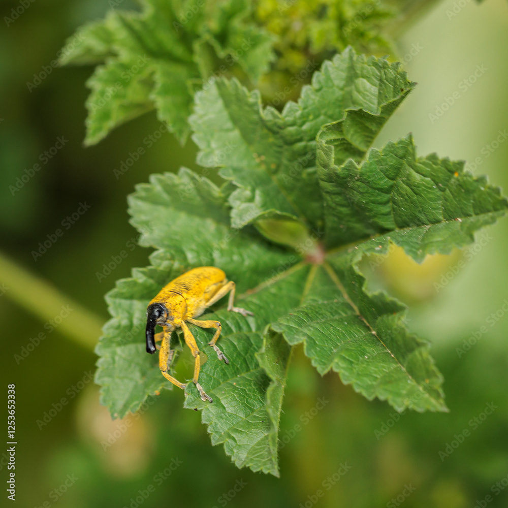 Yellow weevil exploring green leaf in nature close-up Yellow weevil exploring green leaf in nature close-up