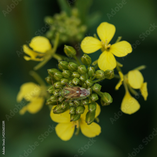 Green bug resting on yellow rape flowers in cultivated field photo