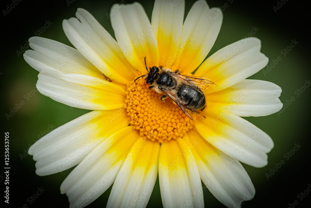 Bee pollinating white and yellow daisy flower in spring Bee pollinating white and yellow daisy flower in spring