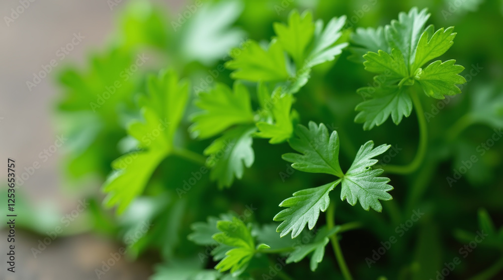 Close-up of Fresh Green Coriander Herb Growing Close-up of Fresh Green Coriander Herb Growing