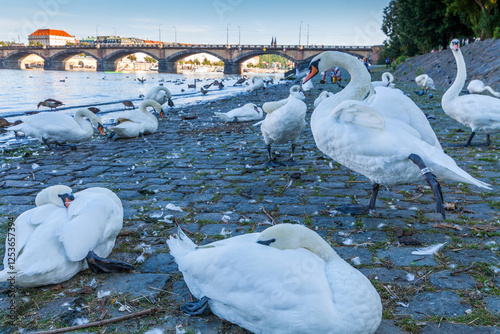 Fototapeta Naklejka Na Ścianę i Meble -  A group of white swans and ducks rest on a cobblestone embankment by a river with a bridge and city buildings in the background, under a bright sky.