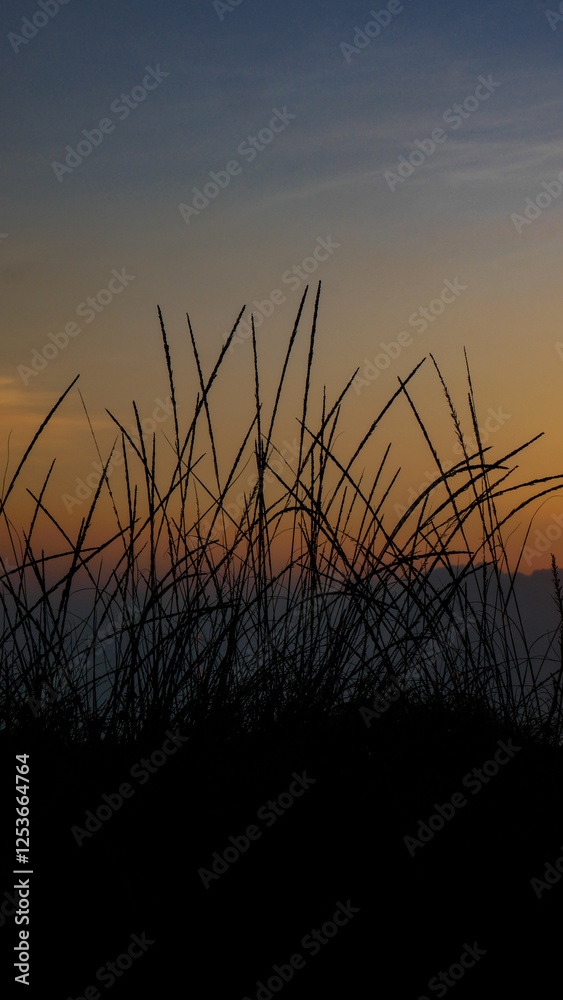 Silhouette of wild grass as the sunset at the mountain peak. The sky slowly changes color from blue to orange creating a calming atmosphere at dusk. Silhouette of wild grass as the sunset at the mountain peak. The sky slowly changes color from blue to orange creating a calming atmosphere at dusk.