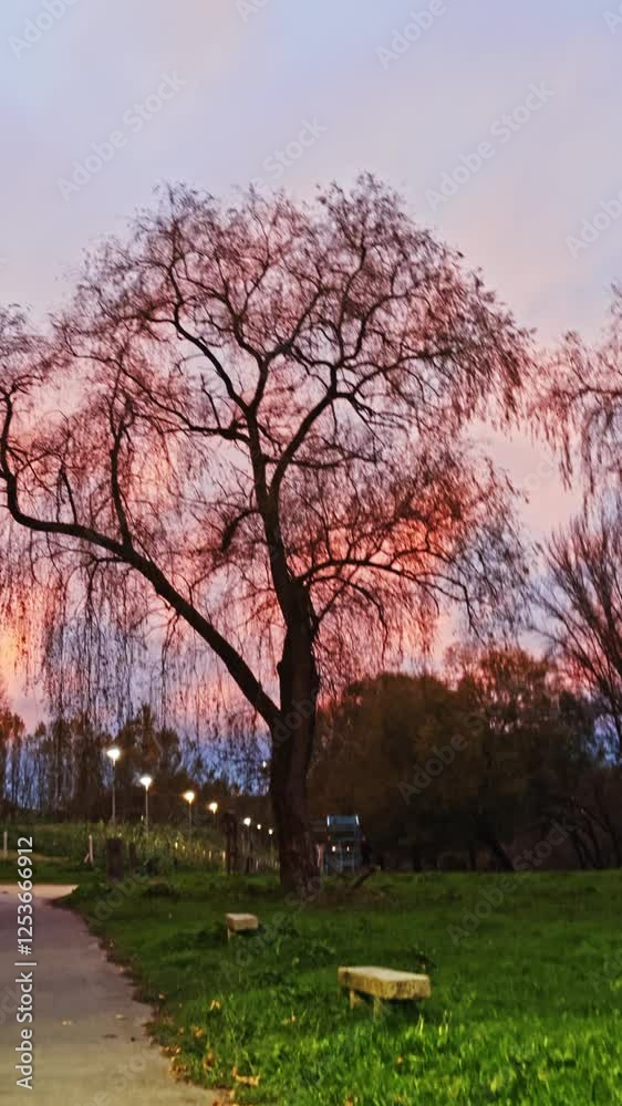 Sunset in a Peaceful Park Setting