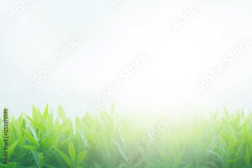 A clean bright background with the glare of sunlight providing copy space with fresh grass on the bottom.