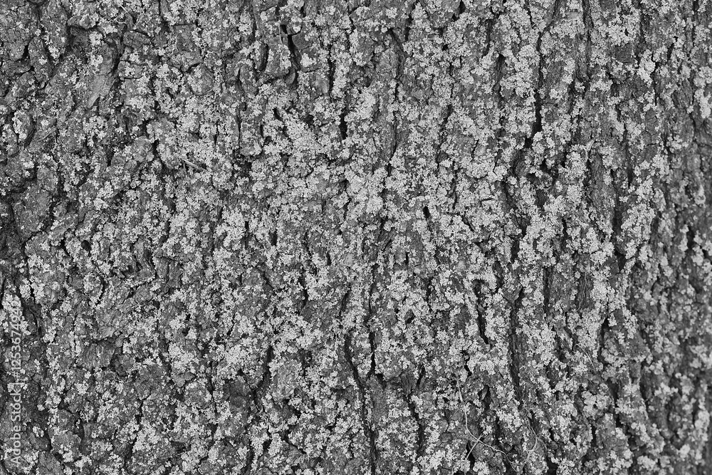 old tree bark, trunk, black and white photo old tree bark, trunk, black and white photo