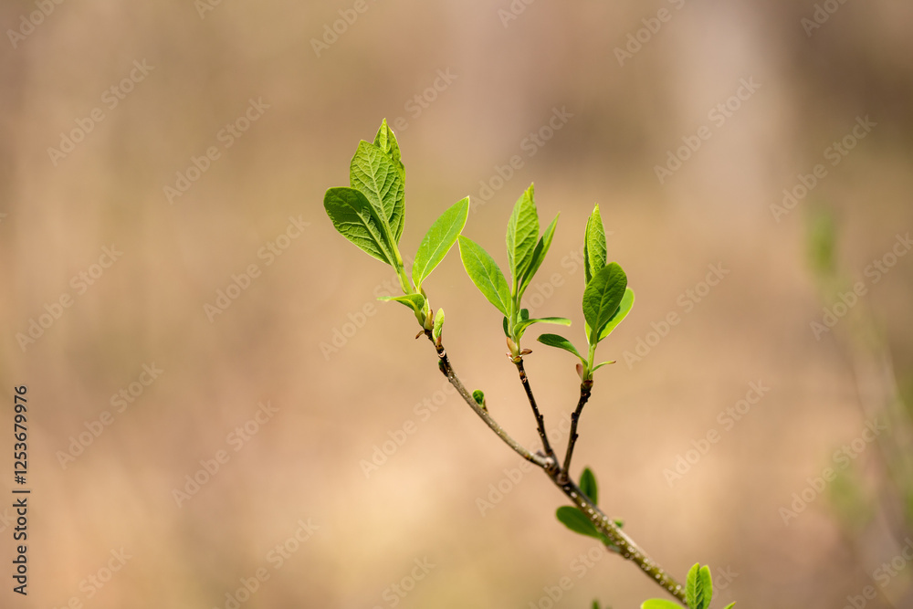 spicebush Linder a benzoin bush tree blossoms in early spring in southern Maryland woodland wetlands spicebush Linder a benzoin bush tree blossoms in early spring in southern Maryland woodland wetlands