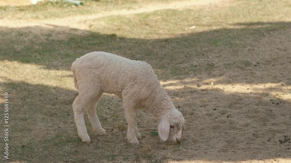 Two adorable lambs grazing peacefully in a sunny pasture. Two adorable lambs grazing peacefully in a sunny pasture.