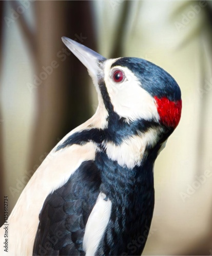 Nature’s Percussionist: A Stunning Woodpecker Portrait