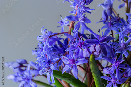 Flower design - floral border made of Scilla bifolia two-leaf squill or alpine squill isolated on white background with space for text. Spring decoration