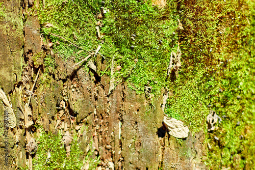 A vibrant growth of moss and lichen adorns an old tree trunk, soaking in sunlight amidst the rich greenery of a forest in late spring. Nature's textures and colors create a beautiful display. photo