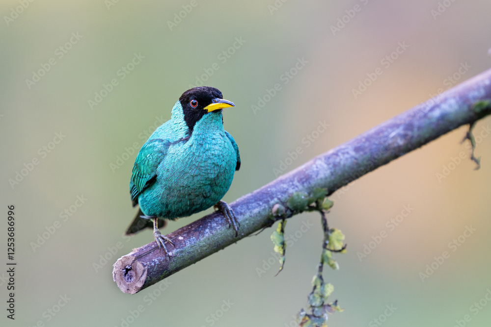 The green honeycreeper, Chlorophanes spiza, male The green honeycreeper, Chlorophanes spiza, male