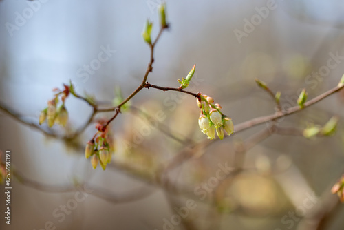Highland wild blueberry blossoms in spring southern Maryland woodlands vaccinium corymbosum closeup