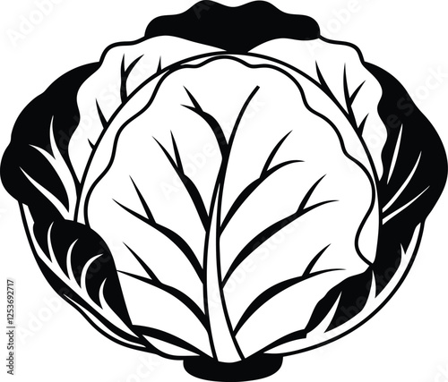 A cabbage head in a minimalist style. Vector illustration of a vegetable, isolated on a white background 