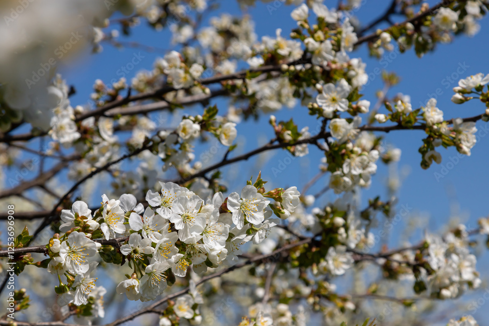 Selective focus of beautiful branches of cherry blossoms on the tree under blue sky, Beautiful Sakura flowers during spring season in the park, Floral pattern texture, Nature background Selective focus of beautiful branches of cherry blossoms on the tree under blue sky, Beautiful Sakura flowers during spring season in the park, Floral pattern texture, Nature background