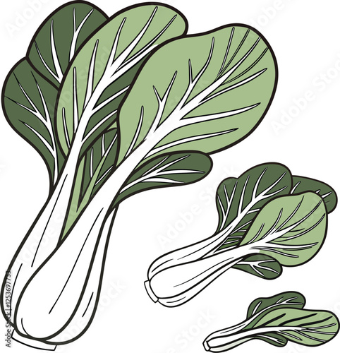 Bok choy cabbage vector illustration in cartoon flat style isolated on white background 