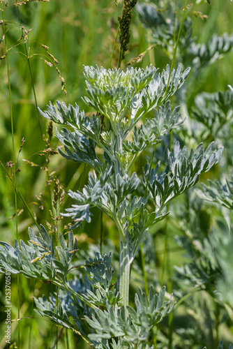 Silver green Wormwood leaves background. Artemisia absinthium, absinthe wormwood plant in herbal kitchen garden, close up, macro