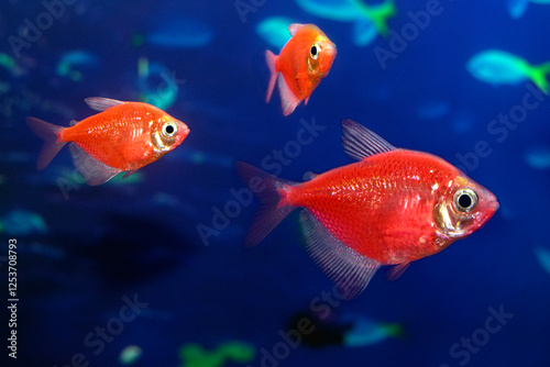 Aquarium  fish-ternetzi swim. The Latin name Gymnocorymbus ternetzi. Close-up, blue background. Three red fish. photo