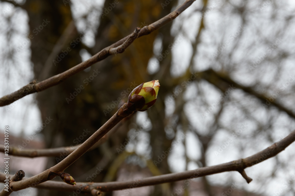 Spring chestnut twig with an opening apical bud, close-up. Blurred background - tree trunks with upper branches and gray cloudy sky, pink wall of a residential building Spring chestnut twig with an opening apical bud, close-up. Blurred background - tree trunks with upper branches and gray cloudy sky, pink wall of a residential building