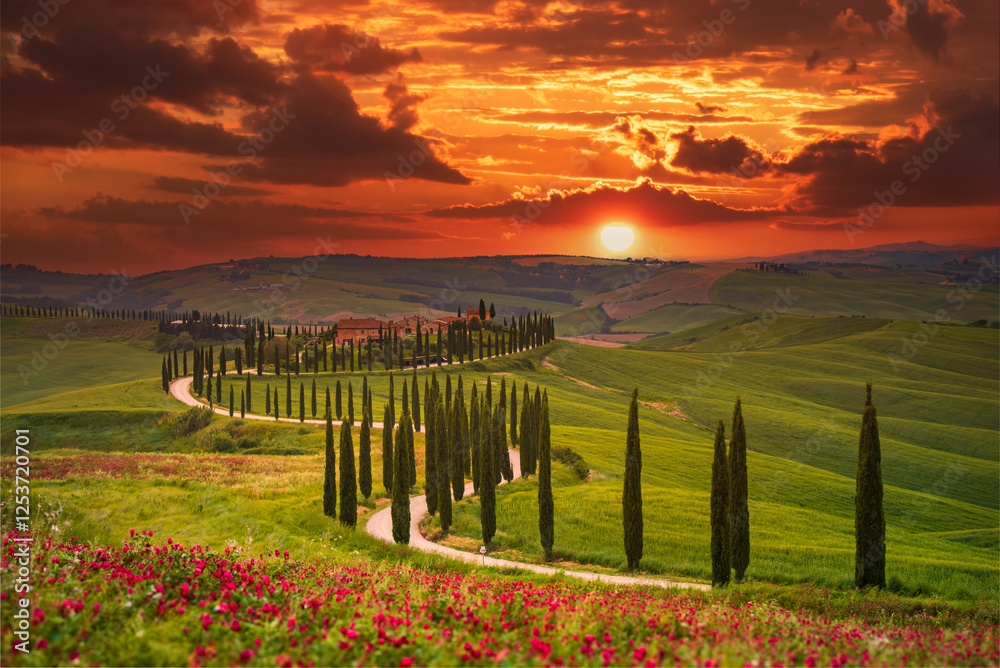 Tuscany, Italy. Sunset with typical Tuscan landscape, rows of cypress trees in spring season, sunset colored nature.