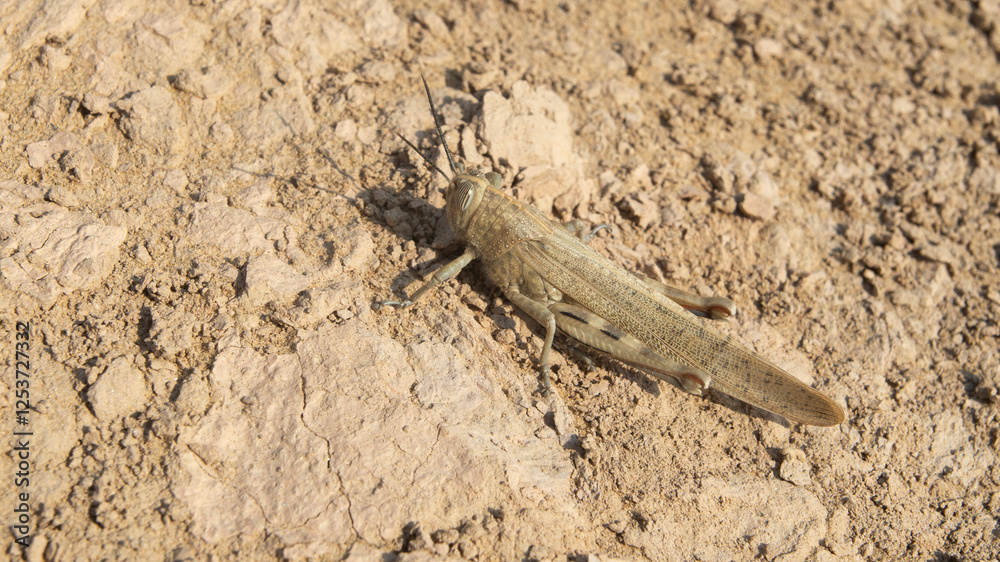 Italian locust in sand of desert Kyzyl Kum in Uzbekistan, Asia Italian locust in sand of desert Kyzyl Kum in Uzbekistan, Asia