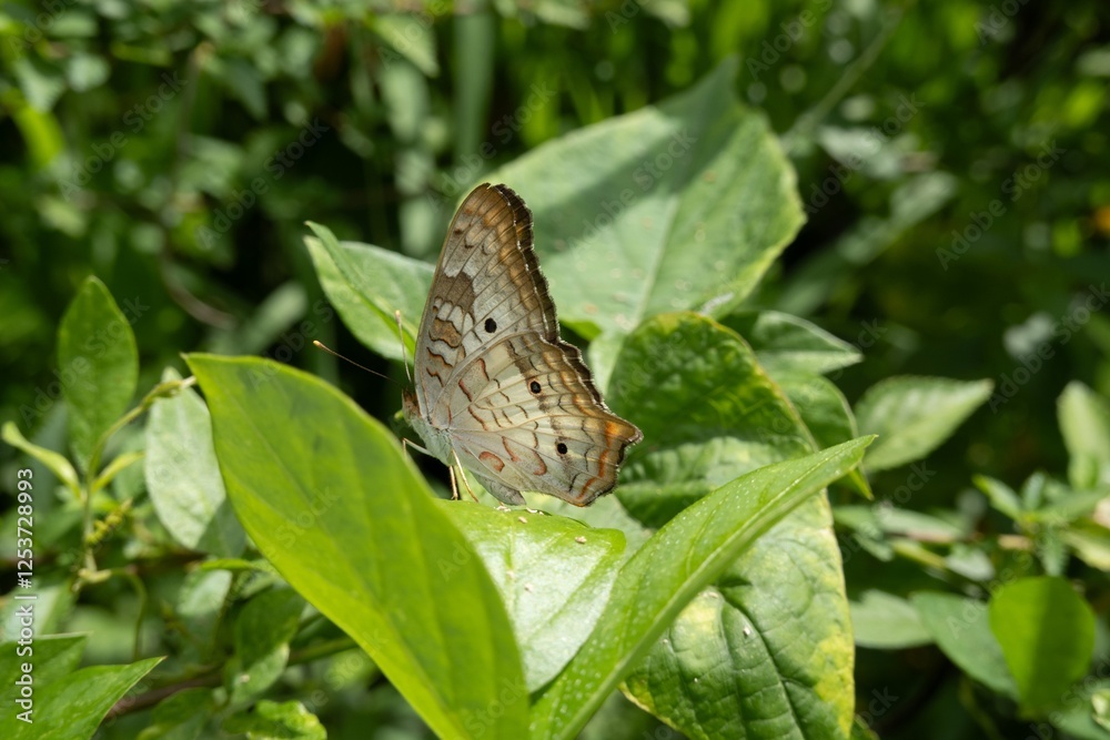White peacock butterfly (anartia jatrophae) on malvastrum americanum