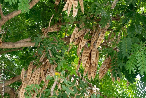 Albizia lebbeck (Indian siris) plant, brown fruit photo