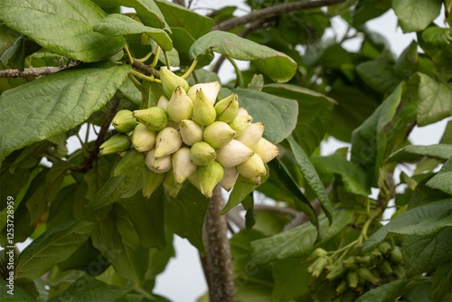 Obraz na płótnie Siricote plant (cordia sebestena), shrubby tree in Cuba w salonie