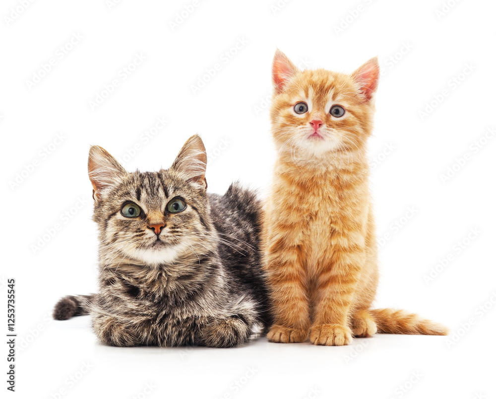 Cat and kitten. Cat and kitten.