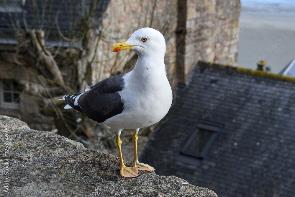 A seagull perched on a stone wall at Mont Saint Michel, France, with historic architecture and coastal views in the background. A seagull perched on a stone wall at Mont Saint Michel, France, with historic architecture and coastal views in the background.