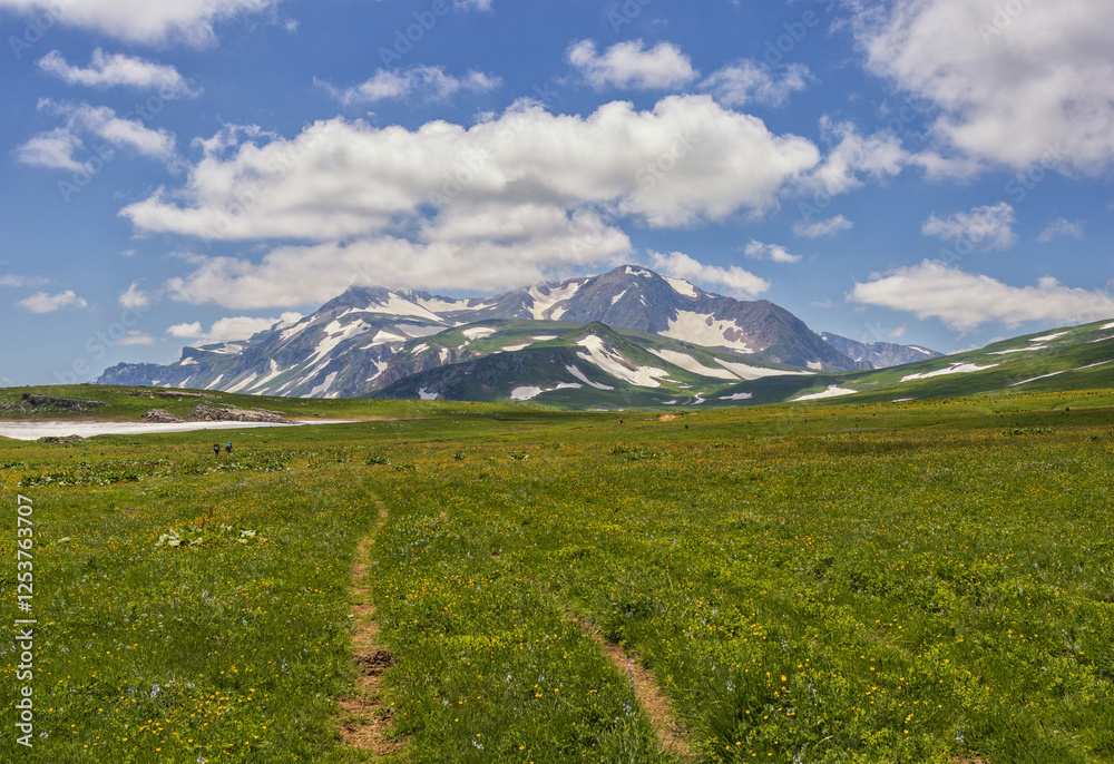 Fototapeta premium summer- all the colors in nature and plants on a sunny day, a park, a walk through the highlands and alpine expanses