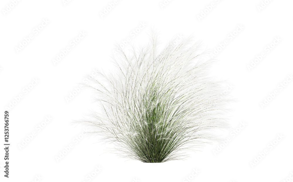 3d render of feather grass,  isolated over transparent background, PNG cut-out