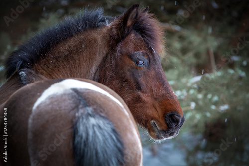 Koń zimą z opadającym śniegiem – spokój i naturalne piękno w chłodnym krajobrazie. Jego gęsta sierść i przenikliwe spojrzenie oddają harmonię z otoczeniem oraz odporność na zimowe warunki.